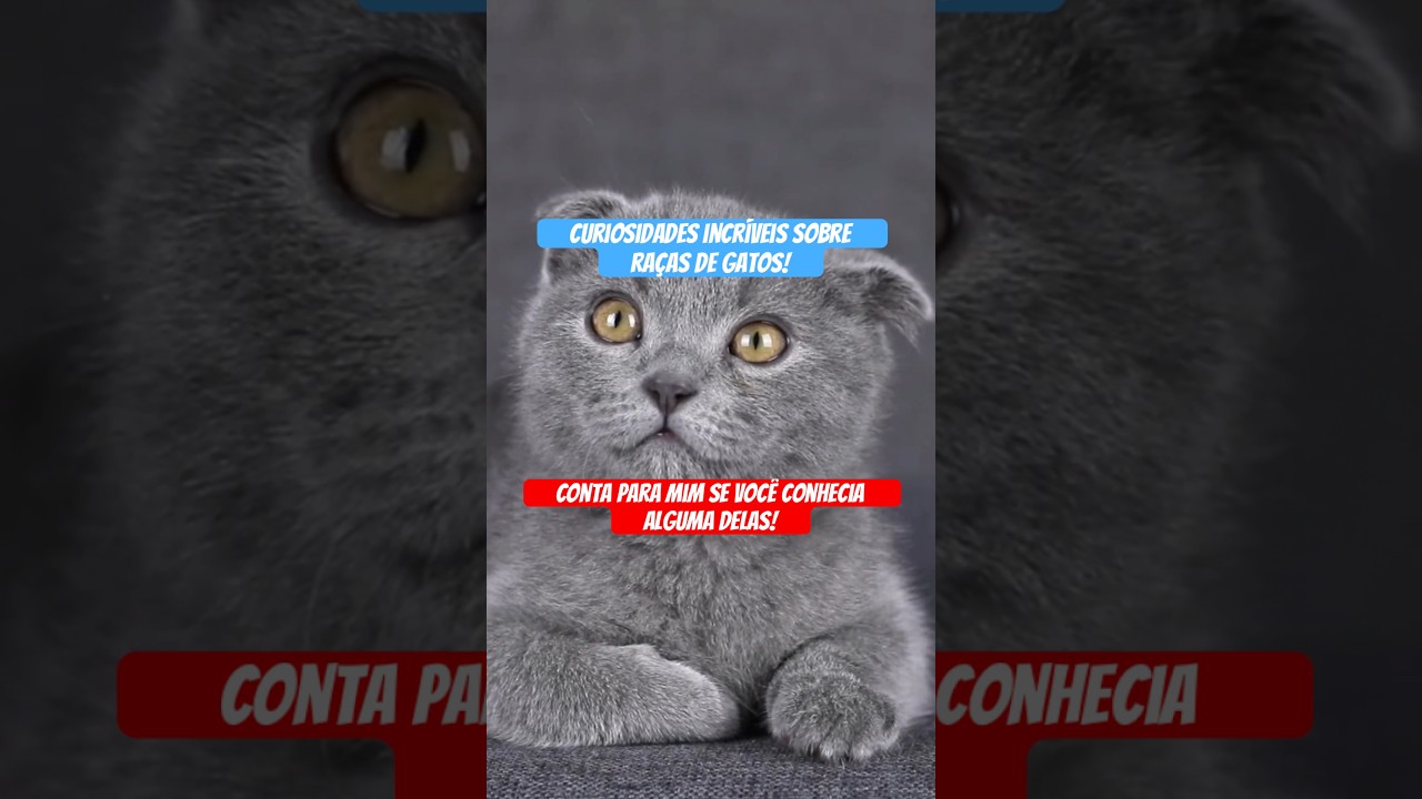Curiosidades incríveis sobre raças de gatos! #shorts #pets #cats #curiosidadespet #reelscat #gatos