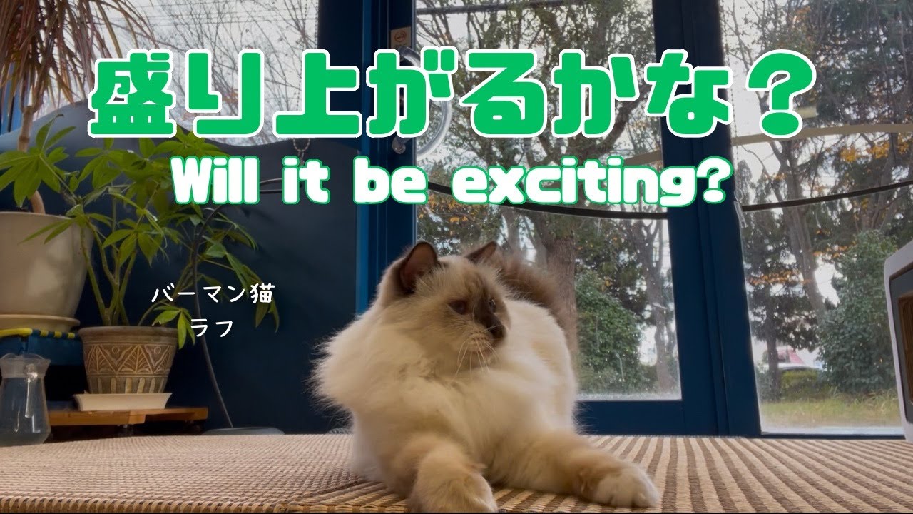 バーマン猫ラフとウリ【盛り上がるかな？】Will it be exciting?（バーマン猫）Birman/Cat