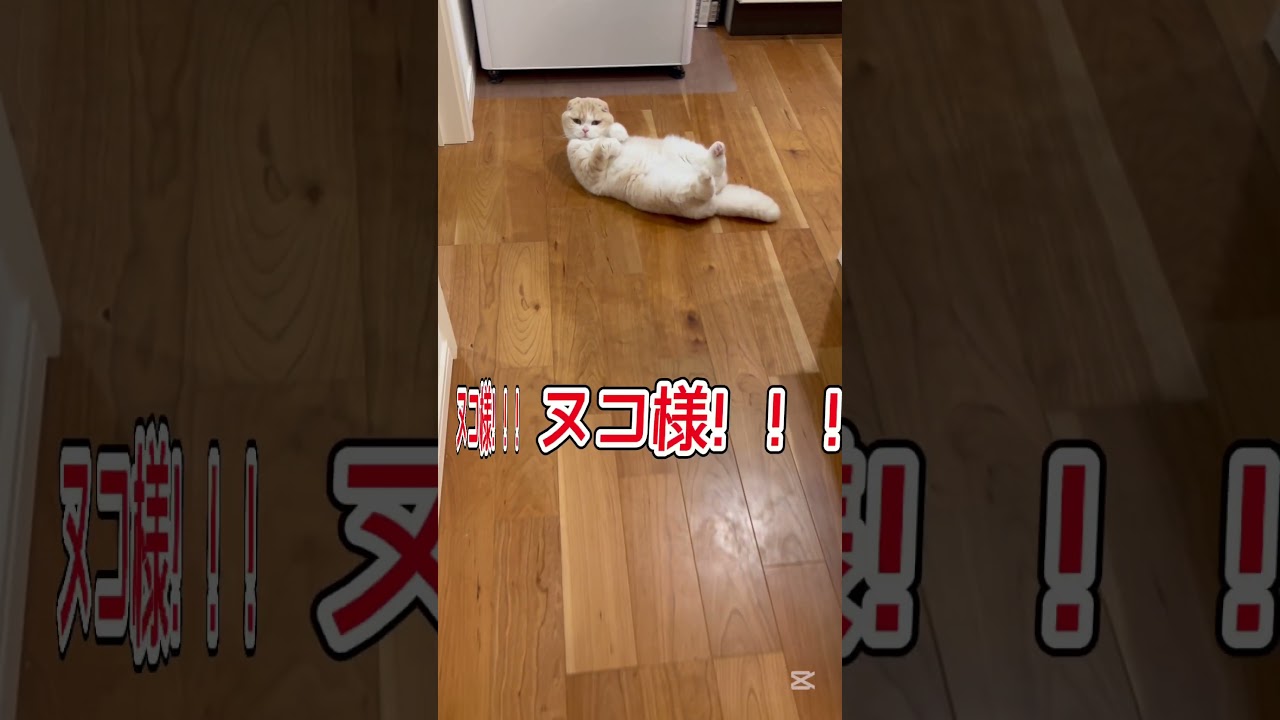 仕事始めお疲れ様でしたの夜のスコティッシュフォールドのへそ天がこちらです。 #ねことの暮らし #スコティッシュフォールド