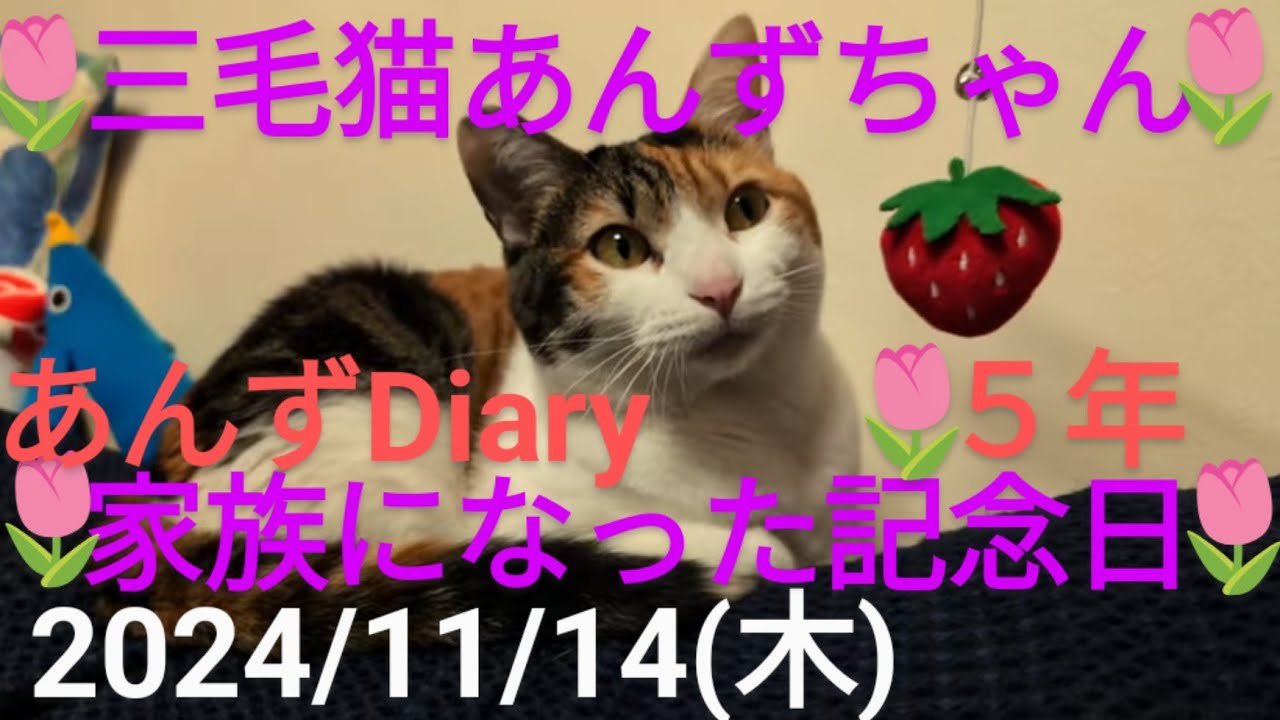 『ライブ配信より切り抜き同居家族記念日』初プレミア一粒万倍日2024年11月14日(木)(あんずDiary推定５歳５ヶ月)#保護猫#三毛猫あんずちゃん#あんずDiary#あんず姫応援隊