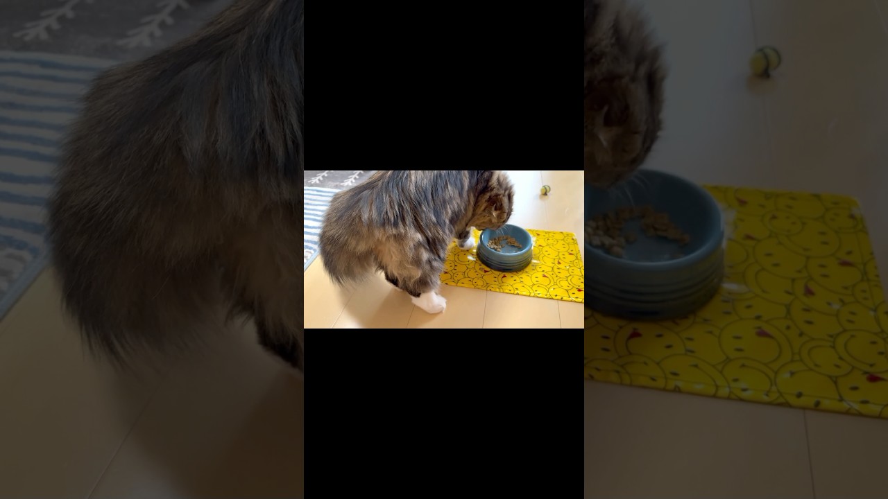 [Short] 😻Scottish Fold kitten repeating the full stomach gesture. Elle video No.S293