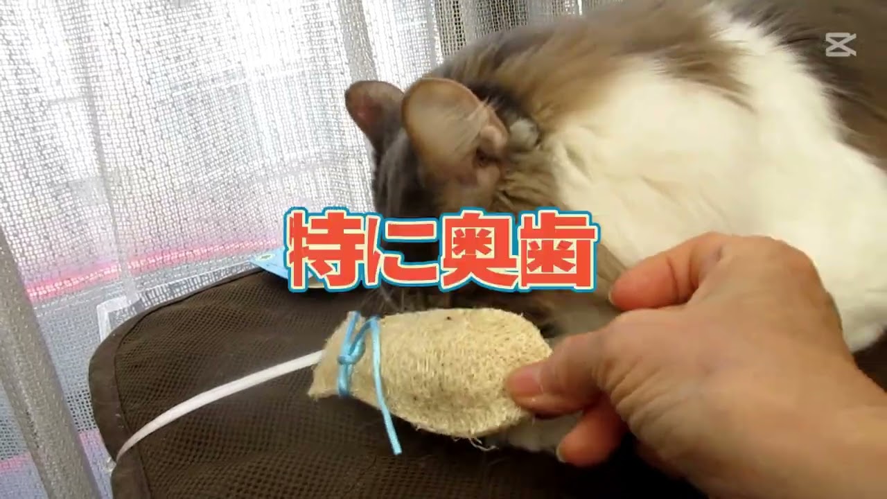 目指せモモ20歳～前回歯石取りから1年で付着した歯石の量😨動画で学んだ【簡易歯石除去法】／歯磨きオモチャ付属のマタタビに荒ぶるミルク⚠歯石が付き易い上の奥歯🦷集中ケア⚠歯周病⇒腎臓機能低下😱