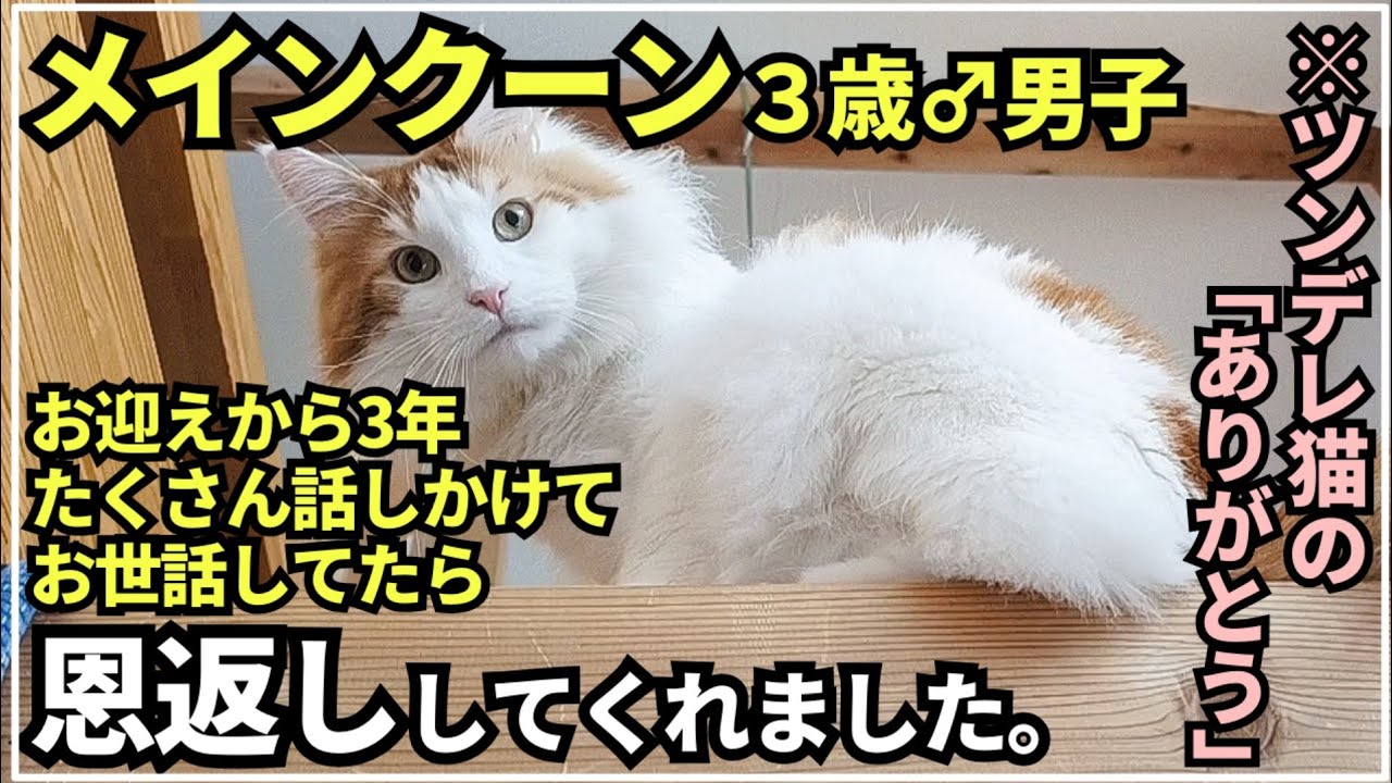 甘え下手な猫の恩返し【メインクーンのいる暮らし】