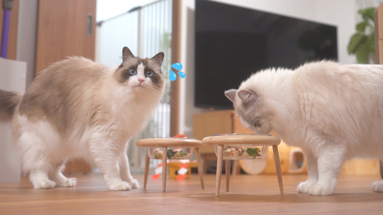 初めて猫用おせちを食べてみたら、、