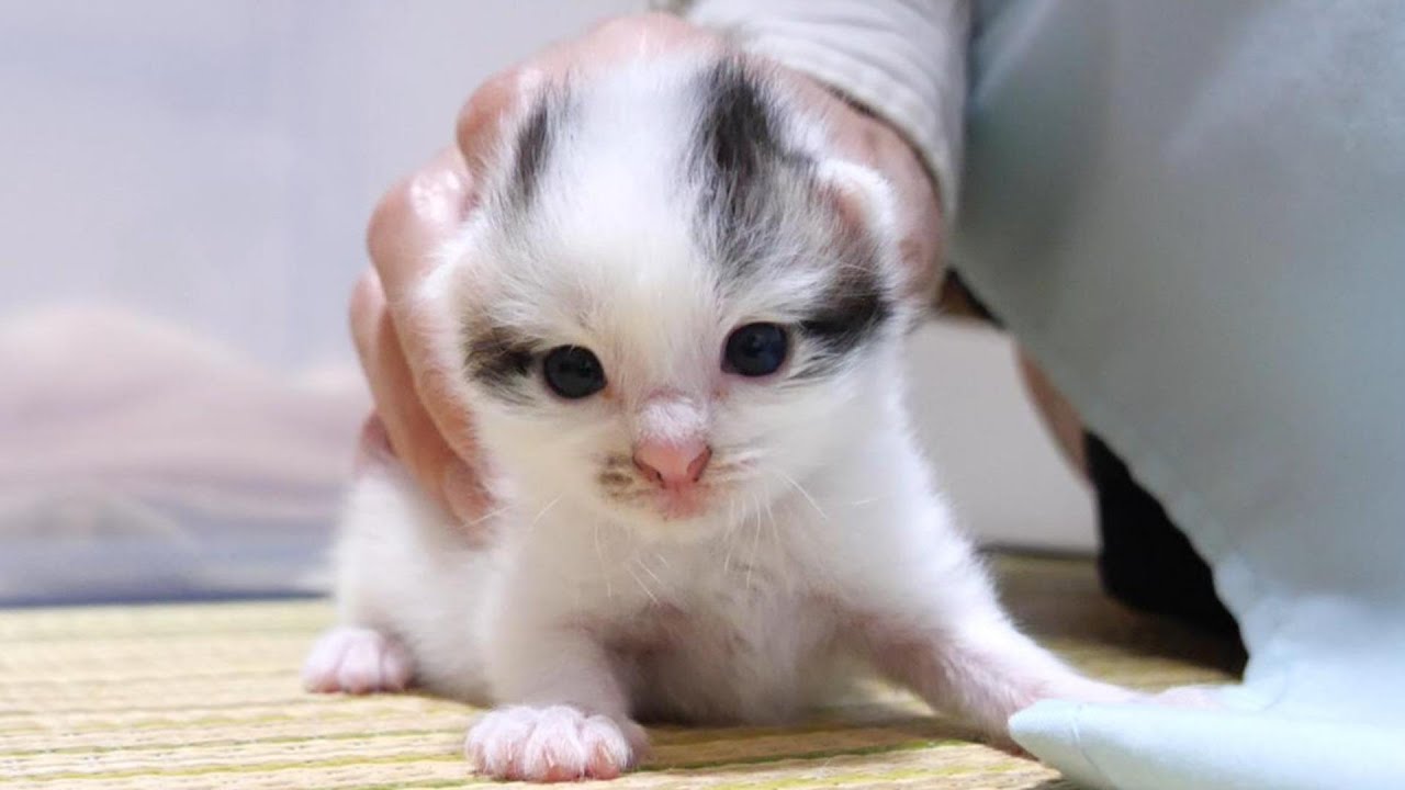 子猫達はミルクを求めて「ぴゃー！」と可愛い声で鳴きます【赤ちゃん猫　保護猫】