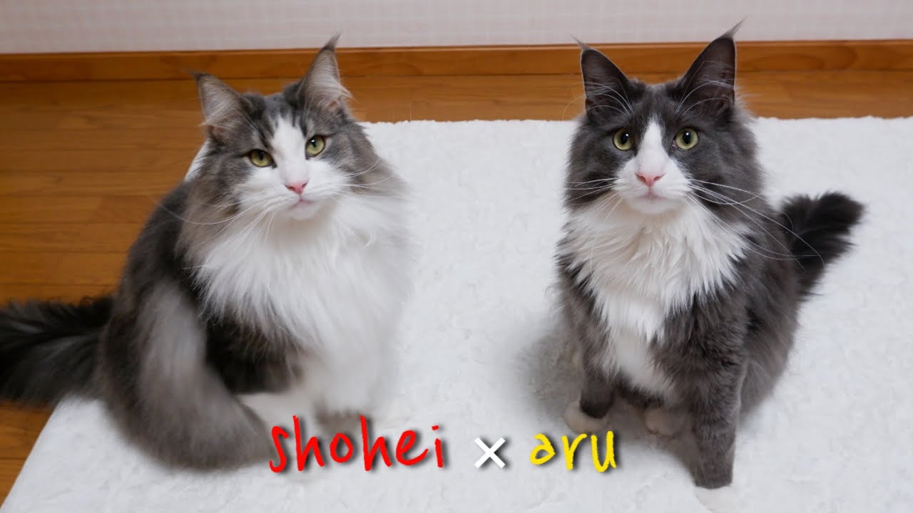 【干渉しないペア】ノルウェージャンフォレストキャットとターキッシュアンゴラの不思議な関係www