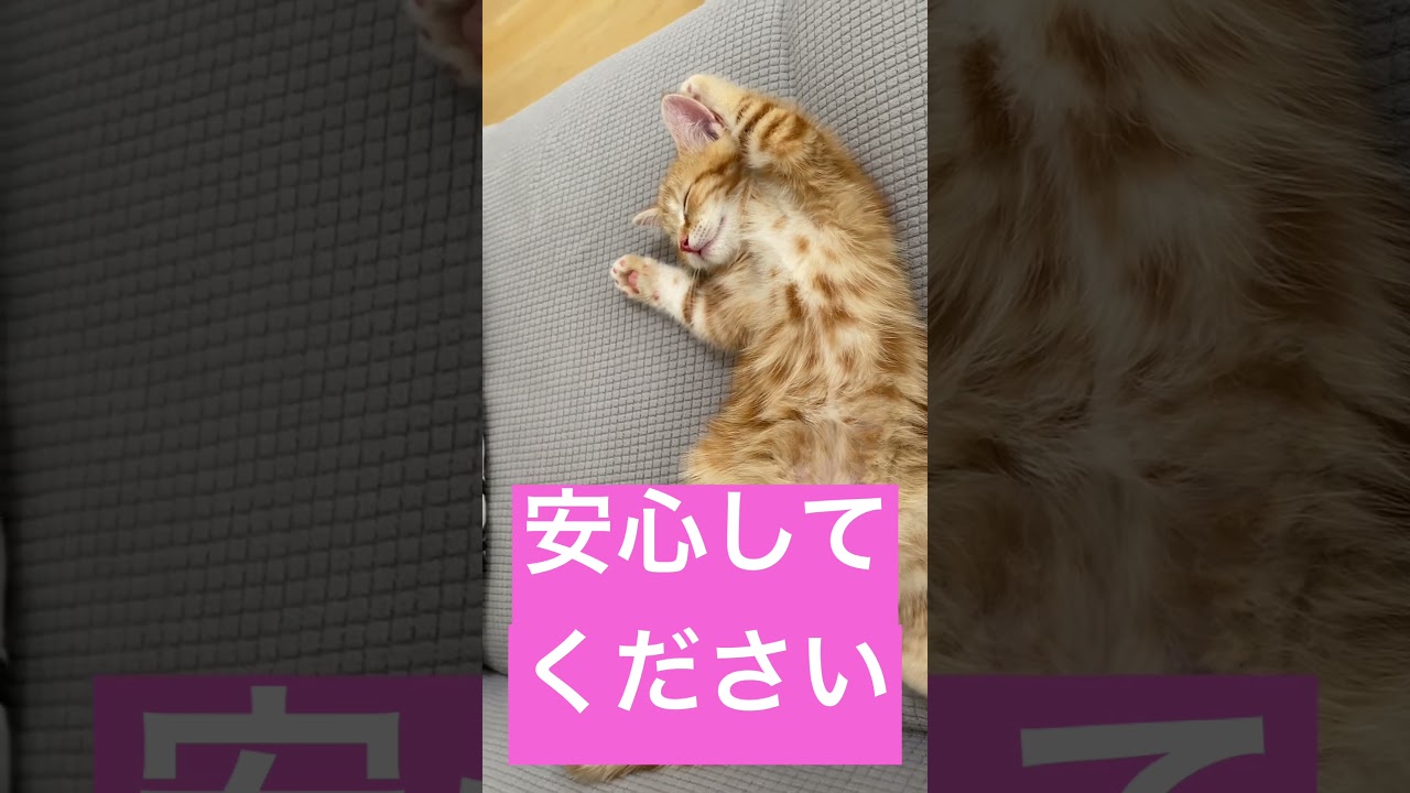 とにかく明るいめる男　#short #cat #Munchkin #ねこ #マンチカン