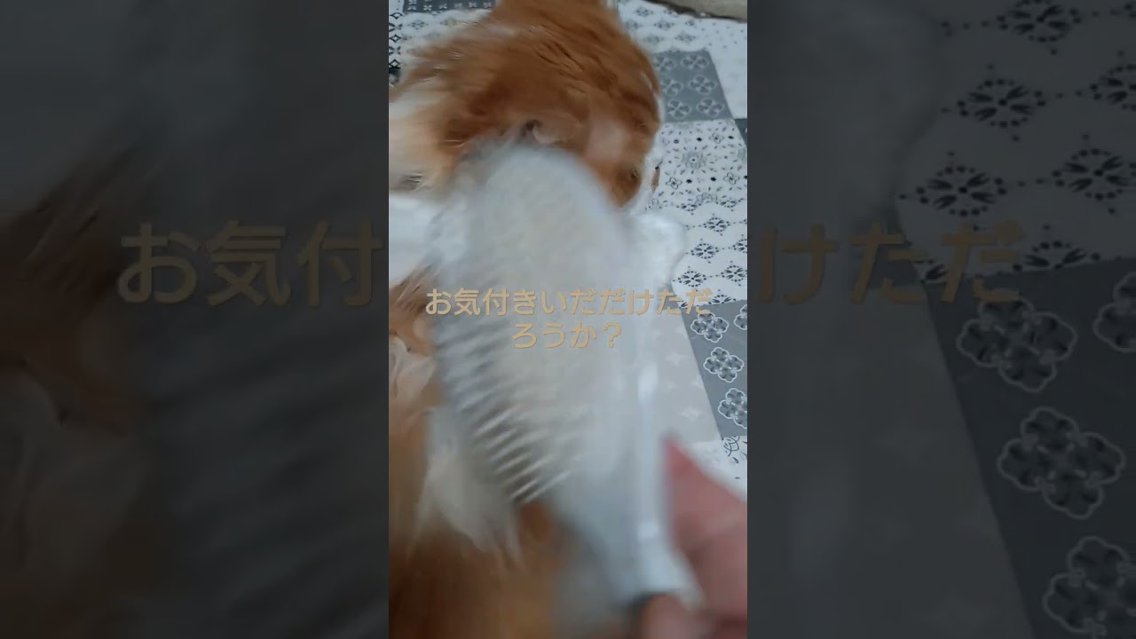 #猫のいる暮らし #猫のいる生活 #cat #ラガマフィン