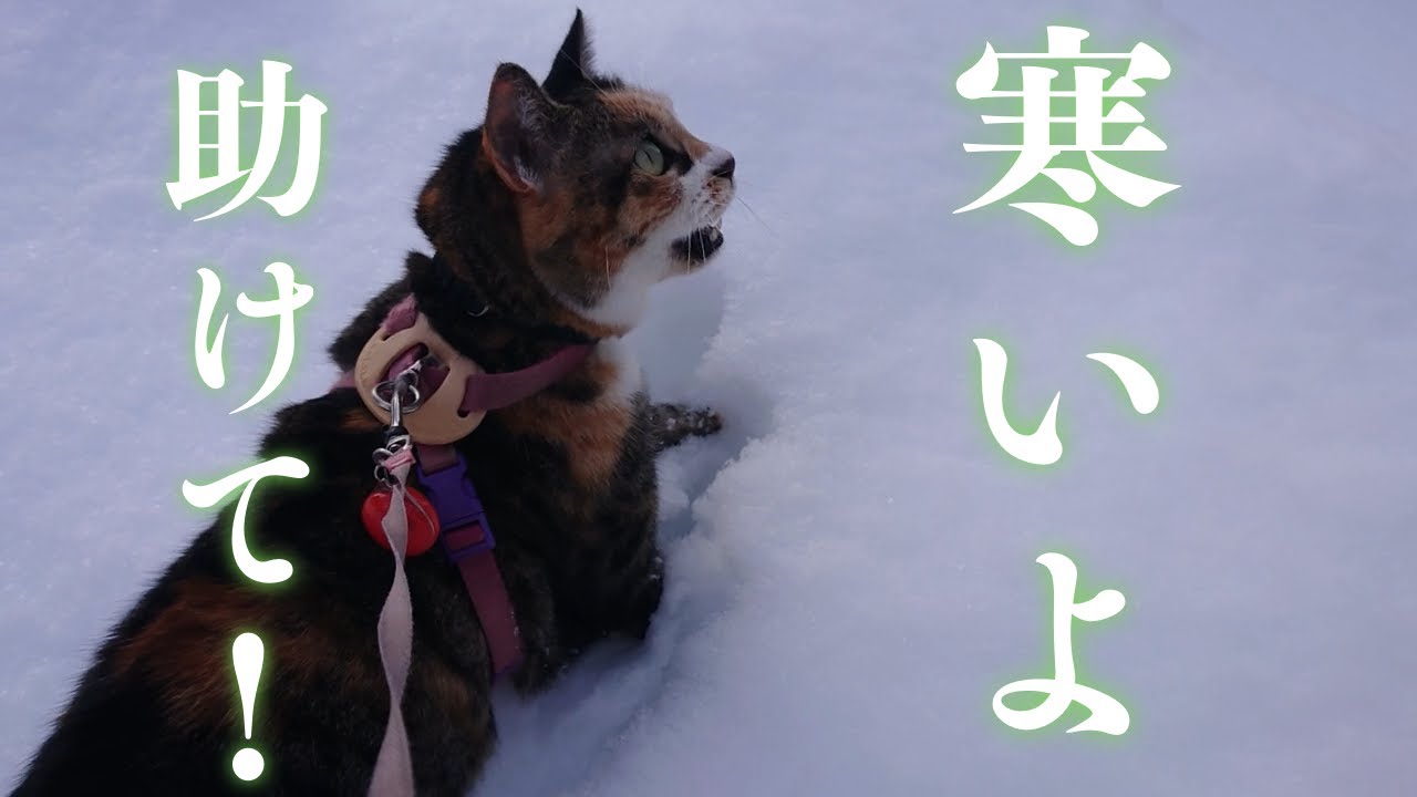 冬に野良の子猫を探していたら、家の前で寒くて凍えている猫を発見！