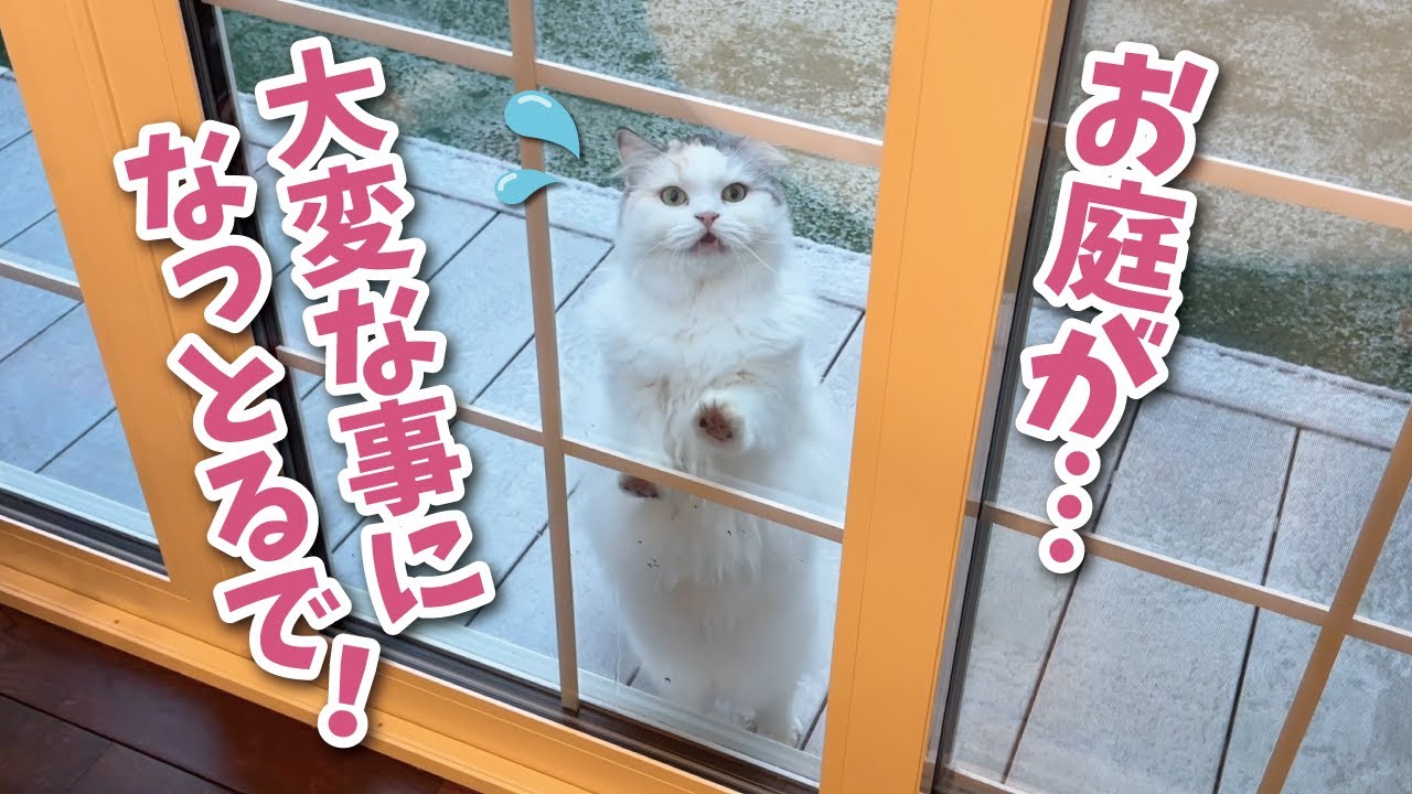 みなさん最強寒波大丈夫だったでしょうか？【関西弁でしゃべる猫】【猫アテレコ】