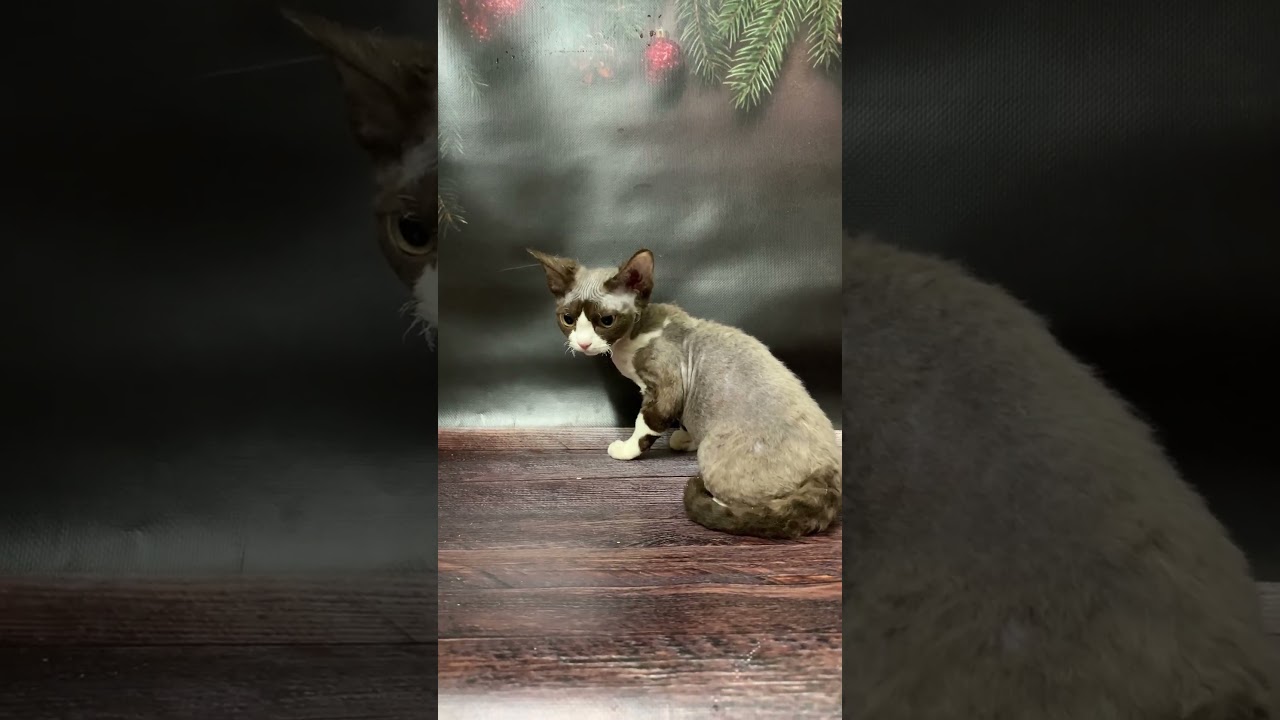 Milena Black with White Devon Rex Female Kitten Available Now | Purebred Kitties