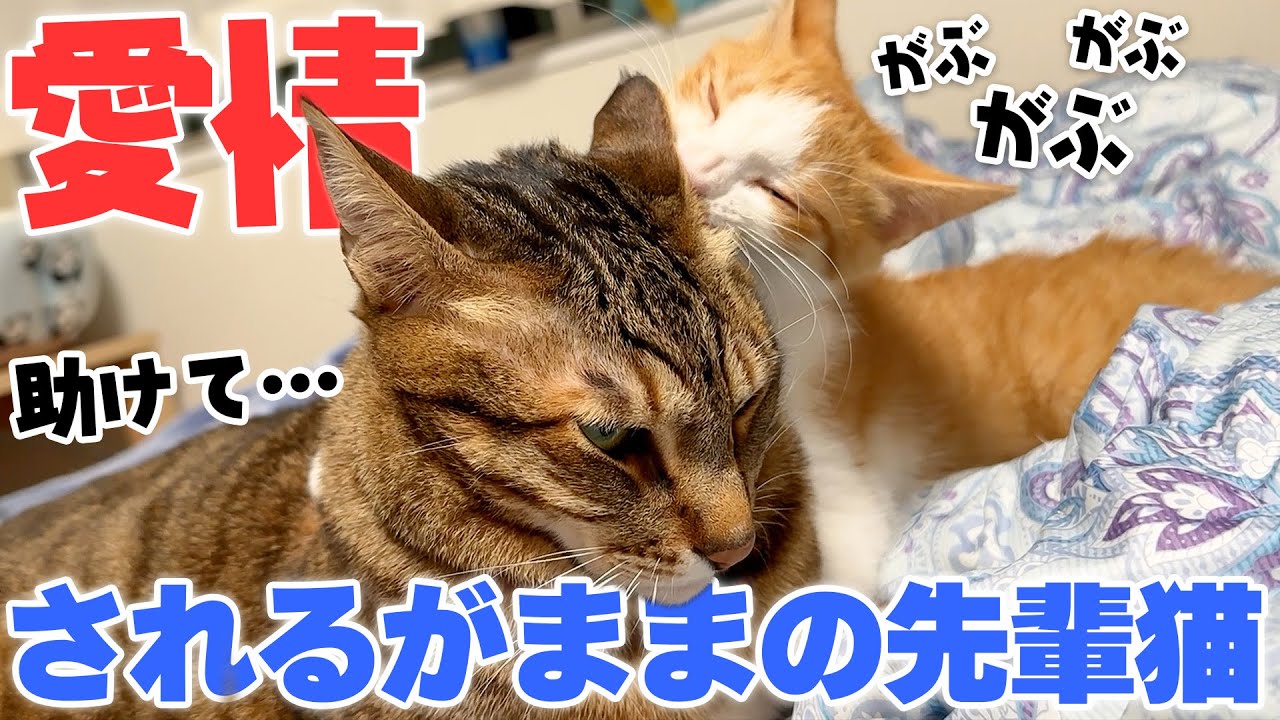 小さい子猫に何をされても怒らない先輩猫が子育てのプロすぎました…