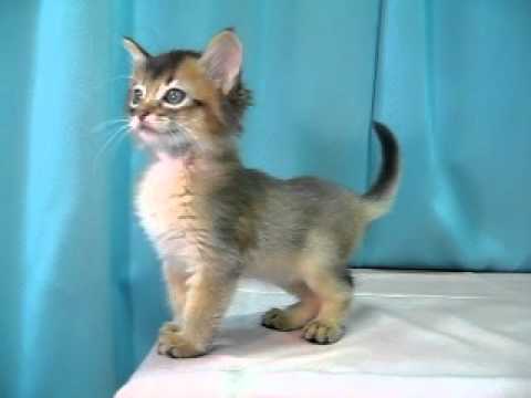 ソマリ　№101002　ペットショップ『ヒラマツケンネル』の子猫