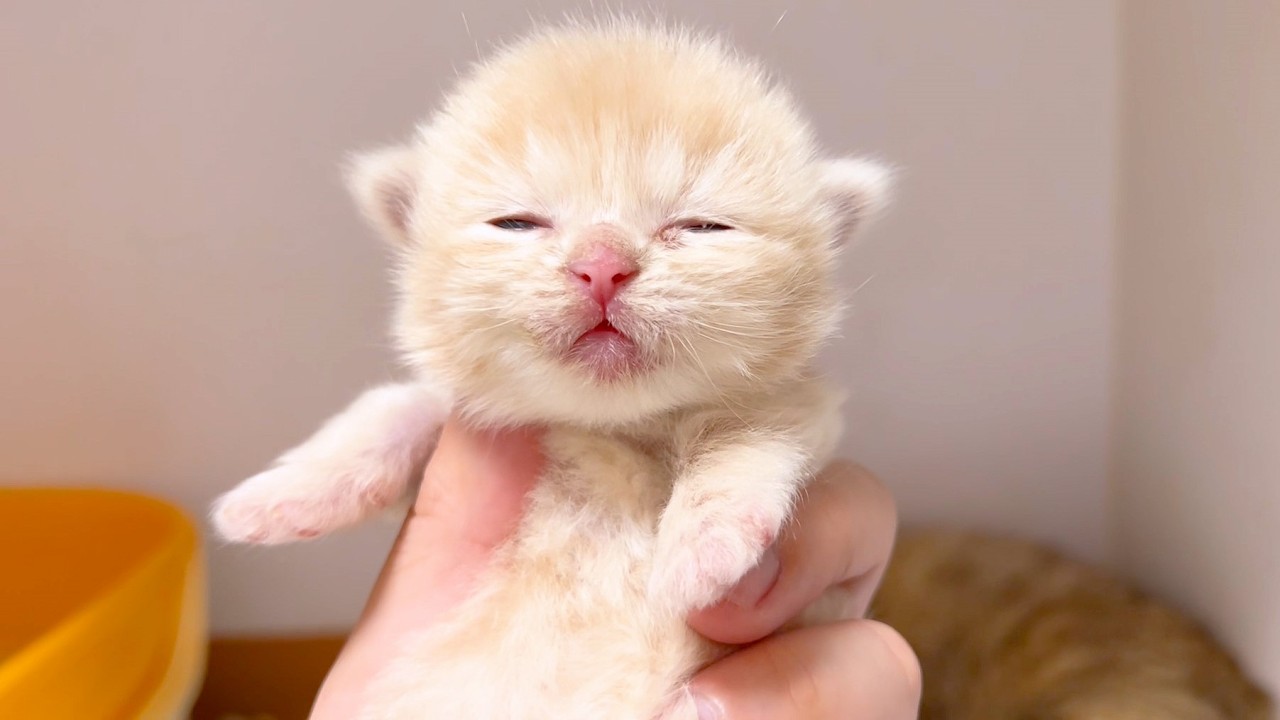 ★まとめ★ニコ家の子猫達の成長をまとめてみた件【猫のいる生活Vol.844～850】出産動画 マンチカン短足・ミヌエット・ペルシャ猫専門ブリーダー『ペット蔵人』【子猫の成長記録】