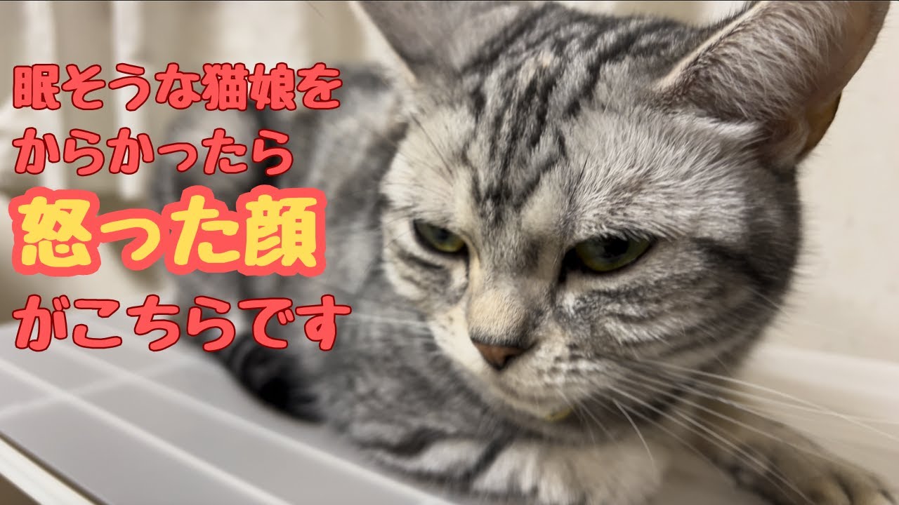 大喜びな猫娘たち〜新しいモノが大好き【猫娘たち】