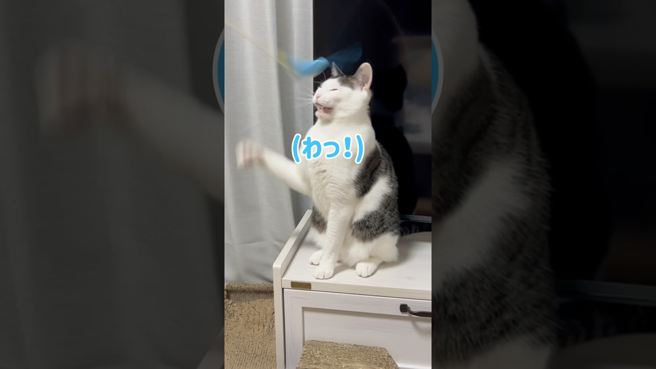 【猫おもちゃ】我が家の人気No.1おもちゃでハッスルしたりしなかったりw #shorts #cat #スコティッシュフォールド #保護猫 #ハチワレ #猫のいる暮らし #猫動画 #catvideos