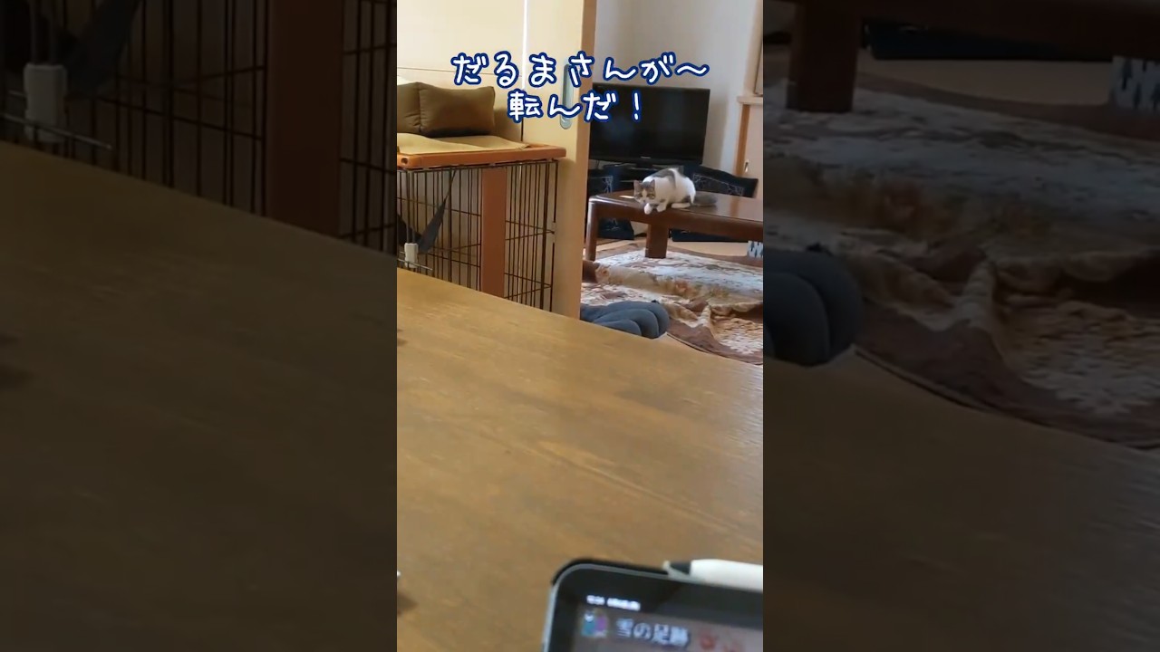 【画面酔い注意】ちびレオンと遊ぼう！　#shorts #長足マンチカン