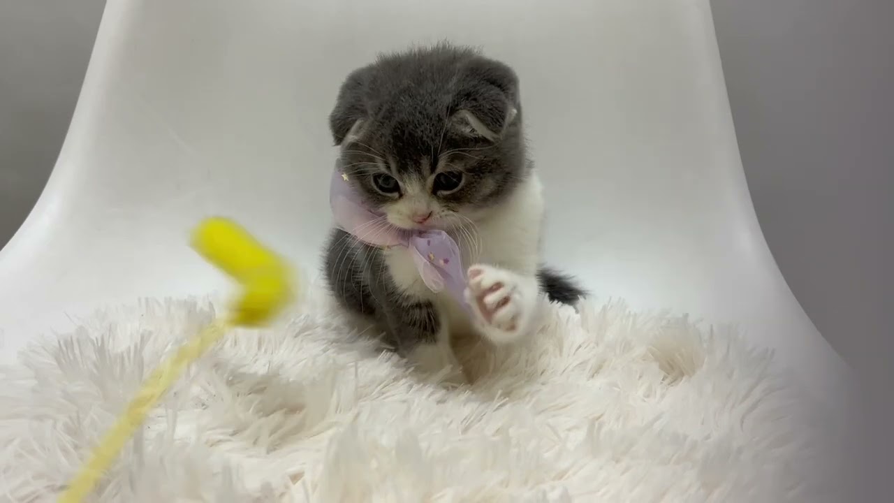 180442　スコティッシュフォールド　♂　ペットショップWE ARE Oneモザイクモール港北店