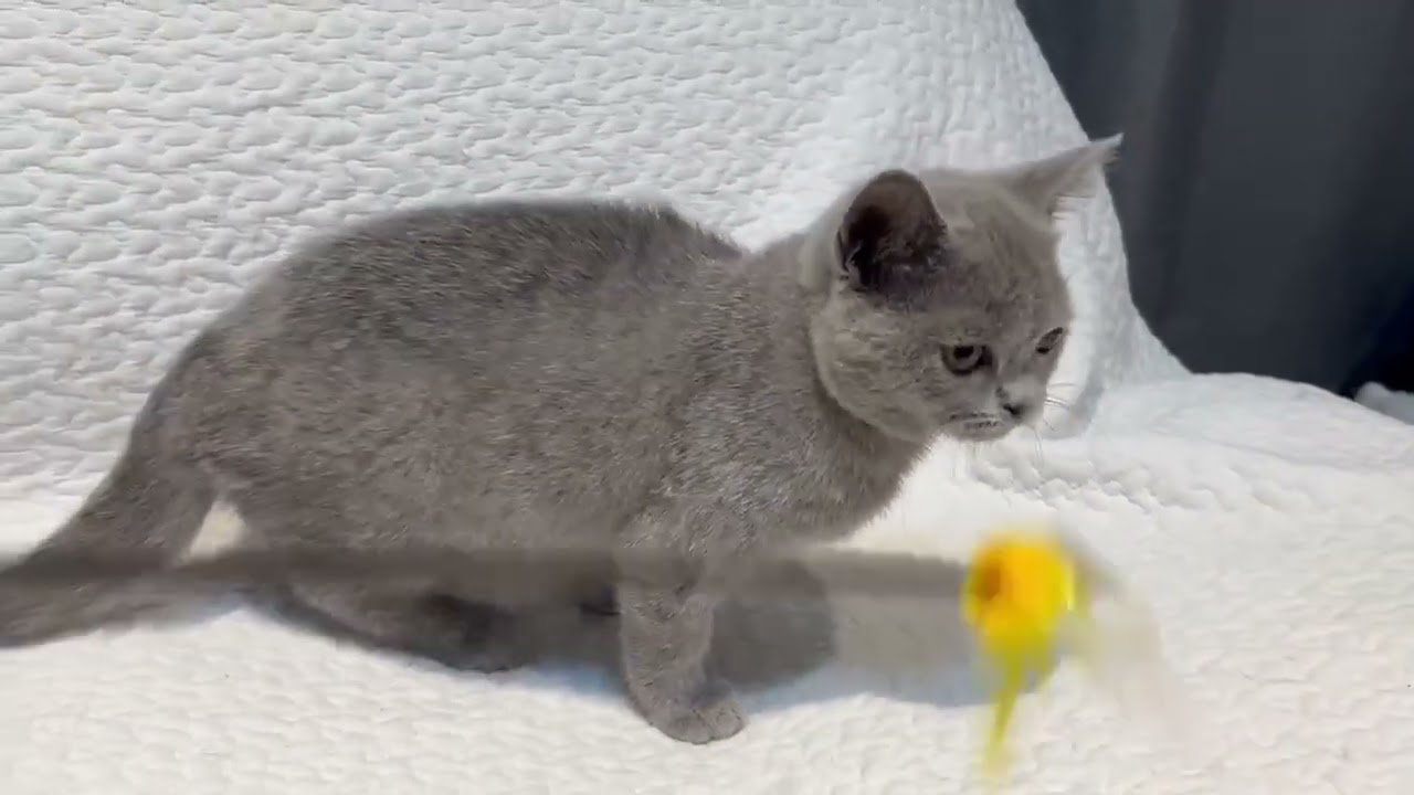 ブリティッシュショートヘア 超優秀血統で大きくなります！濃い綺麗な目色✨　ブルー(グレー、灰色)（ショートヘア　短毛）