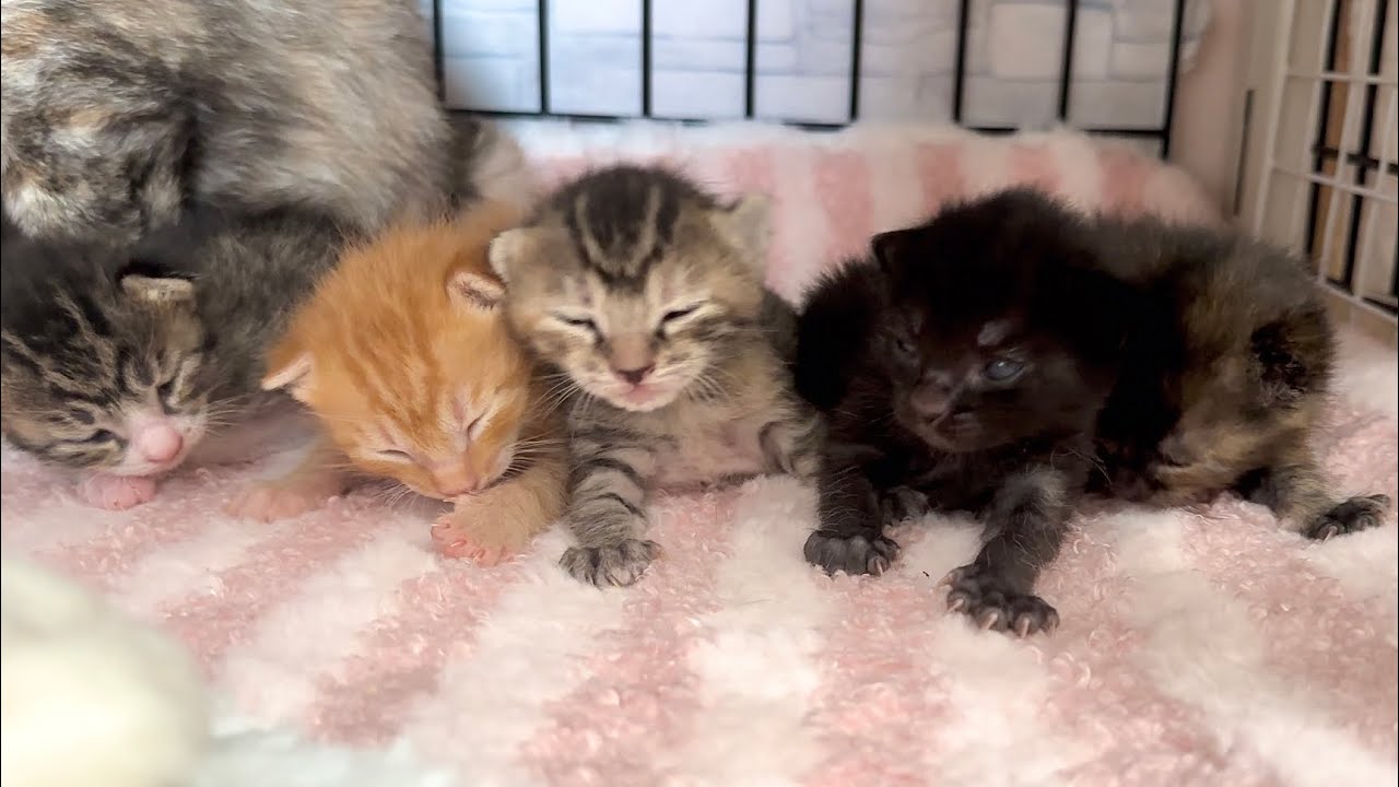 生後11日 頭がグラグラの赤ちゃん猫のズリズリあんよが可愛すぎる【ラプ保護物語#17】Baby cats crawling 子猫