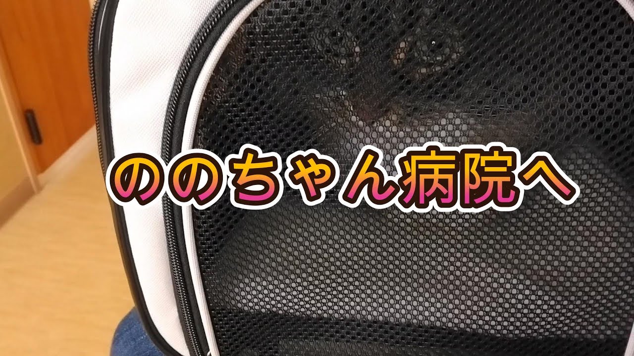 【メインクーン】ののちゃん病院へ