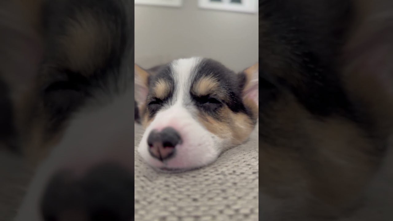 Sleeping Corgi Puppy. Sleeping Russian Blue Cat. Tootsie & Piper. #corgi #russianblue