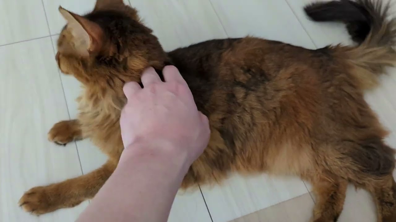 【1087日目】かまってちゃん #ソマリ #cat