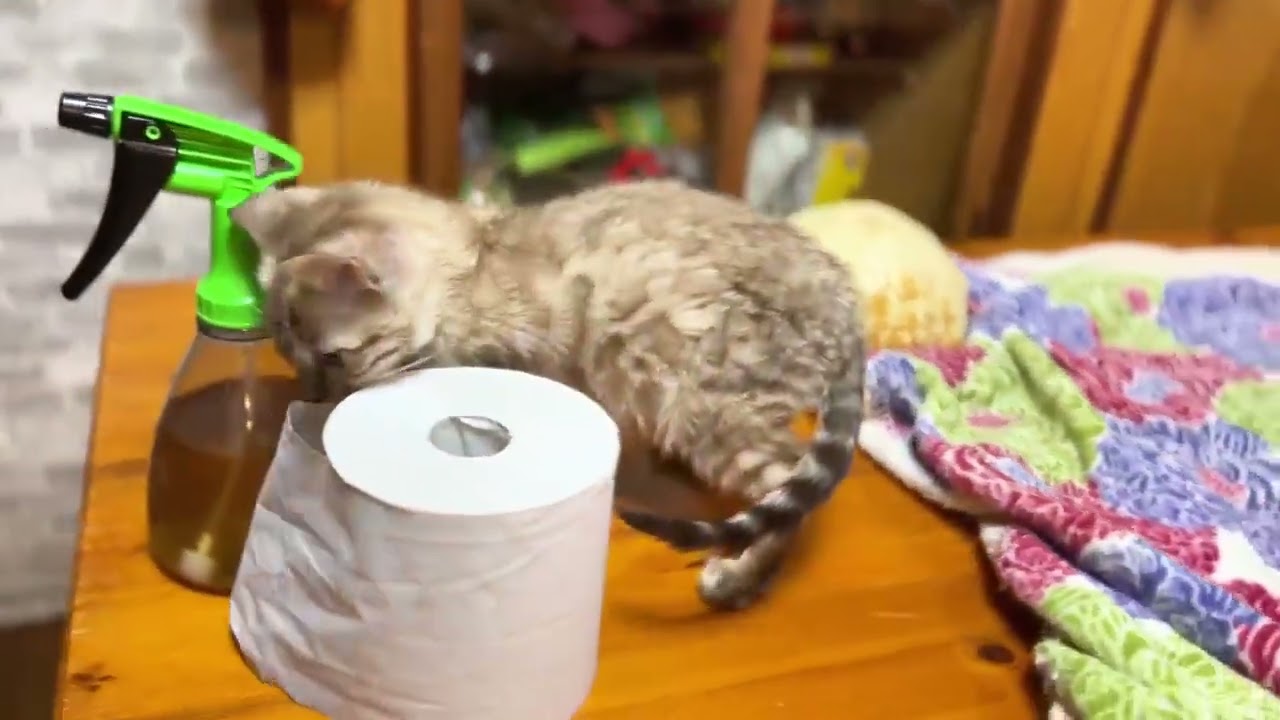 ベンガル 甘えん坊の女の子 シールミンクスポテッドタビー(キャリアチャコール)（シルキータッチ）
