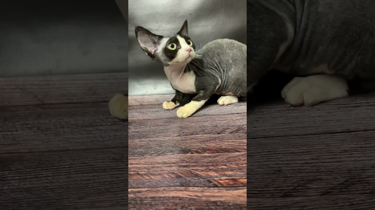 Melody Chocolate with White Devon Rex Female Kitten Available Now | Purebred Kitties