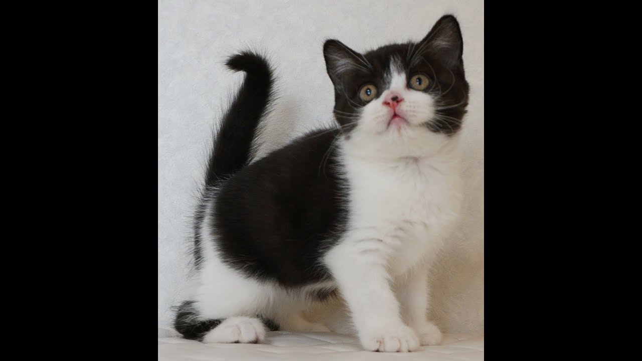 ブリティッシュショートヘアー子猫　British Shorthair　2024.11.11産まれ　ブラック&ホワイト　男の子　シーダキャット猫のお店