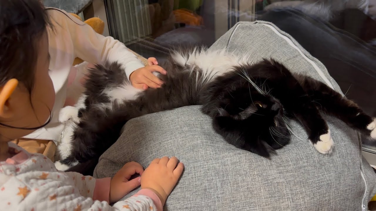 ちゃっかりマイペースな猫　ラガマフィンA laid back cat. Ragamuffin