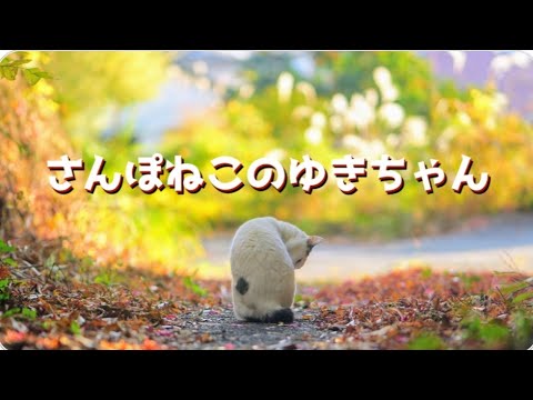 【さんぽねこのゆきちゃん】唯一無二な猫の町さんぽ│左腰にまん丸の日の丸ぶち│筆先尻尾のジャパニーズ・ボブテイル│姫様みたいな麻呂眉化粧│凛とした立ち振る舞い所作は上品でエレガント│熱海│伊豆