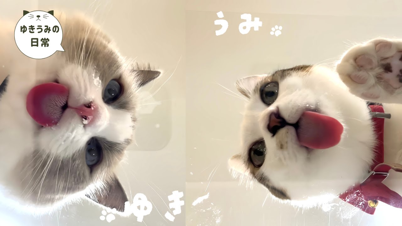 子猫の食事風景をアクリル板越しで見たら想像以上に可愛すぎました・・・【ラグドール・キジシロ】