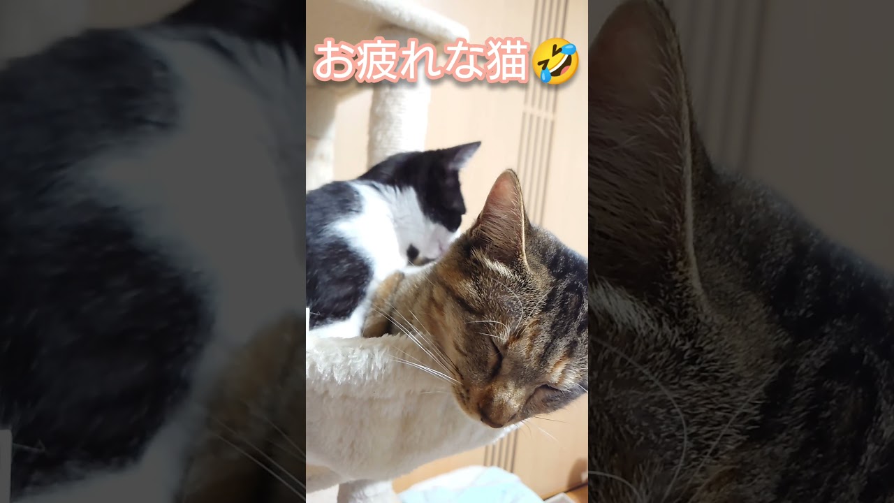 疲れはてた猫の顔がこちらです...笑　#ねこ動画 #子猫 #ねこ