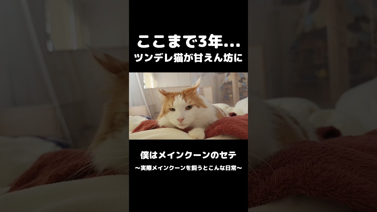 ここまで3年かかった... #メインクーン #猫のいる暮らし #mainecoon #cat