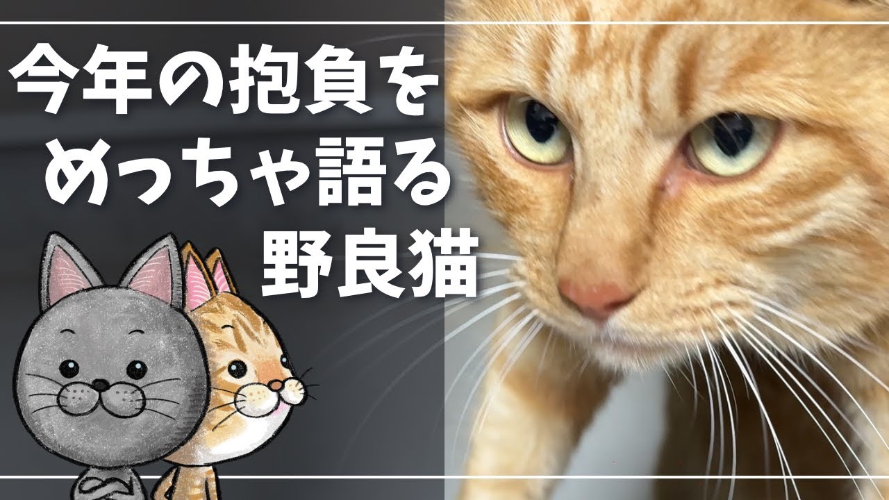 遊びに来た野良猫が可愛すぎる【ロシアンブルー】