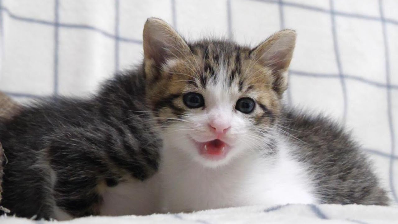 子猫は「おやすみ」と言いたかったけど眠たくて声になりませんでした【赤ちゃん猫　保護猫】
