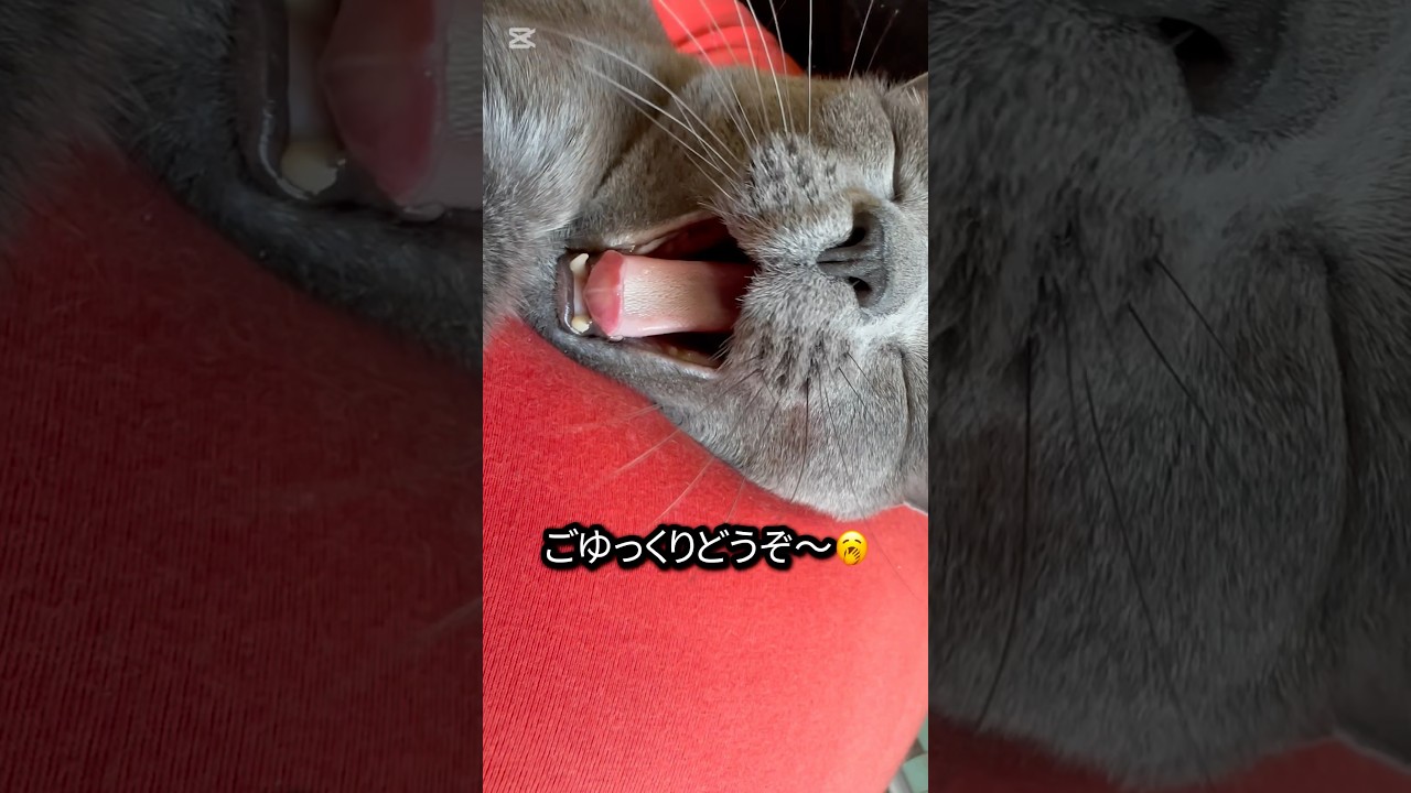 【ロシアンブルー】めろん〜怪獣みたいな大きな🥱【猫】#shorts