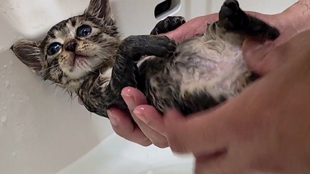 指で摘めるノミだらけ子猫のシャンプー
