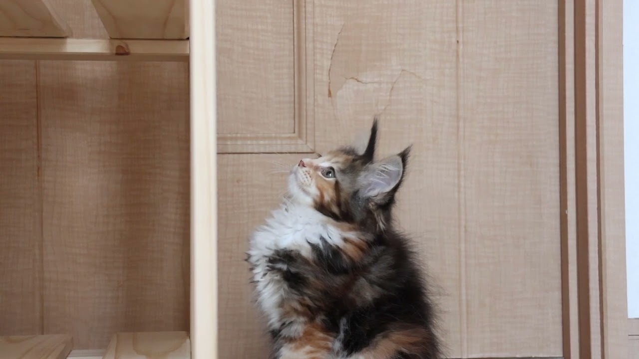 生後70日メインクーン子猫つばきちゃん