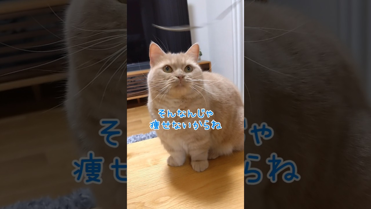 【ふとほどマンチカン】 #shorts #猫 #ねこ #cat