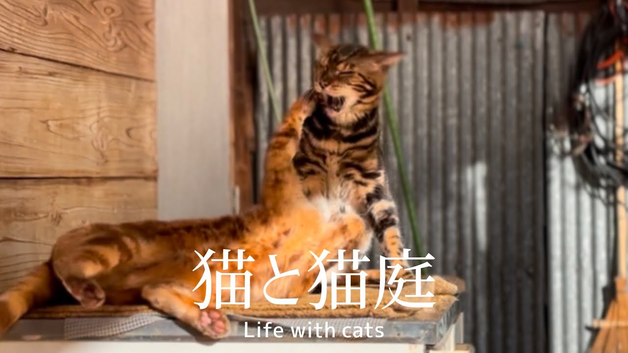 飼い猫の小競り合いが平和【猫庭】