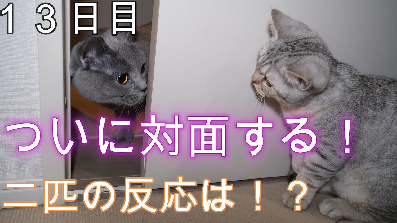 【１３日目】ついに対面する！！二匹の反応は！？