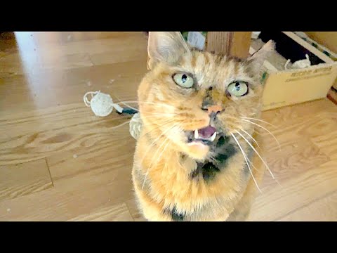 【ねこ日常系】ちりめんじゃこが待ち遠しい。待ってる。【猫と日本の庭】