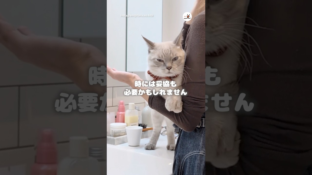お化粧中に甘える方法｜PECO  #保護猫 #シャム猫 #シャムミックス #シャムトラ #愛猫家 #rescuedcat #siamese #catlover