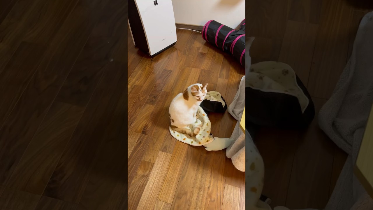 無言の圧力猫 #cat #cute #猫 #保護猫 #日本猫
