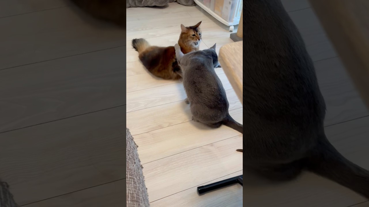 ロシアンブルーとソマリ #ロシアンブルー #ソマリ #猫のいる暮らし