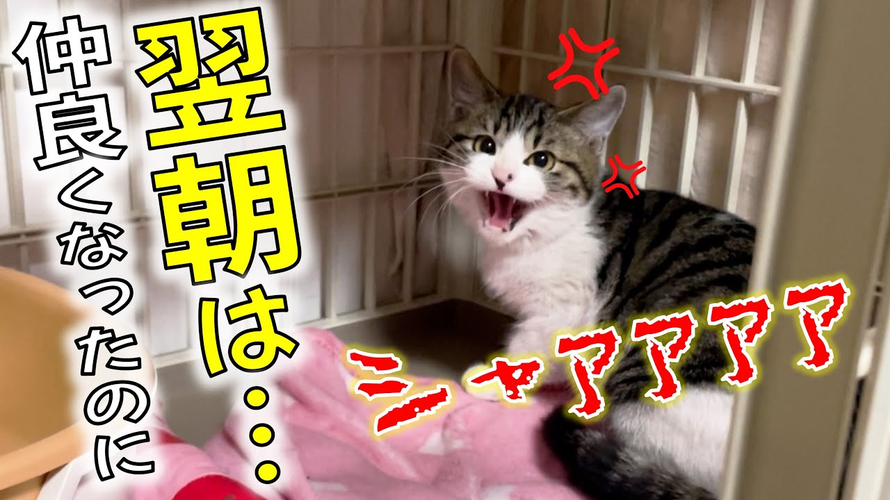 不条理かよ！保護子猫との良好な関係は1日で終了する模様／わかめ＆ツナマヨの現在