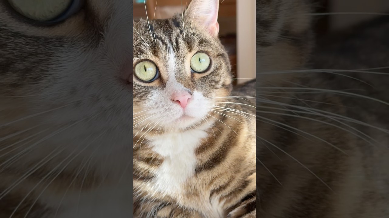 【猫目】#マンチカン#マンチカン短足#マンチカン子猫#ブリマンチ#ブリティッシュショートヘア#茶トラ#キジシロ#子猫#多頭飼い#猫のいる暮らし#チュール#肉球#猫の癖が強い