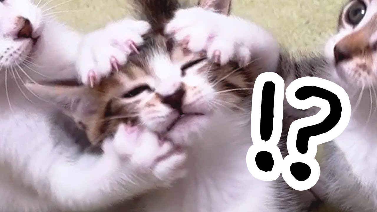 生後1ヶ月の子猫の成長速度がヤバいです…